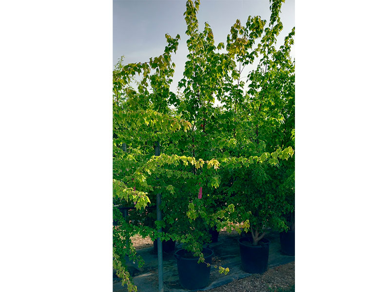 Acer-buergerianum-cesp