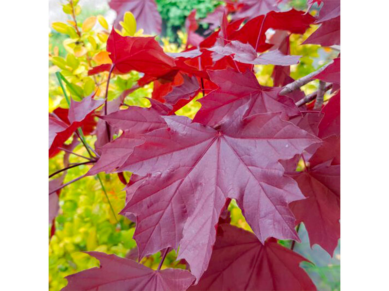 Acer-platanoides-Crimson-King-2