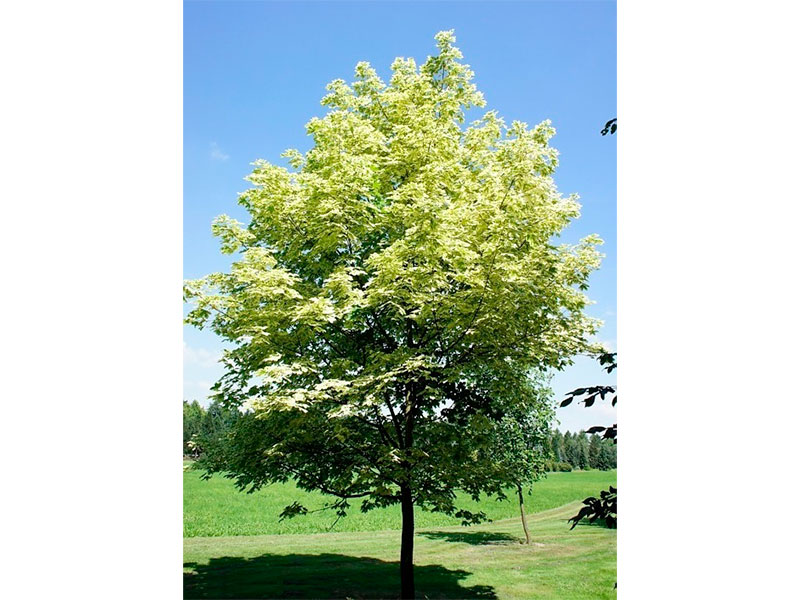 Acer-platanoides-Drummondii-1