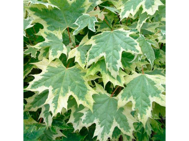 Acer-platanoides-Drummondii-2