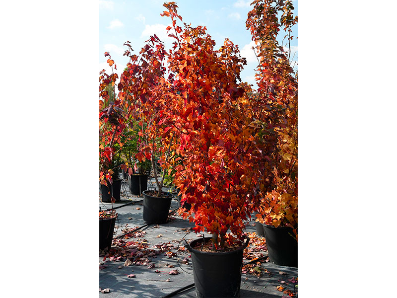 Acer-rubrum-1