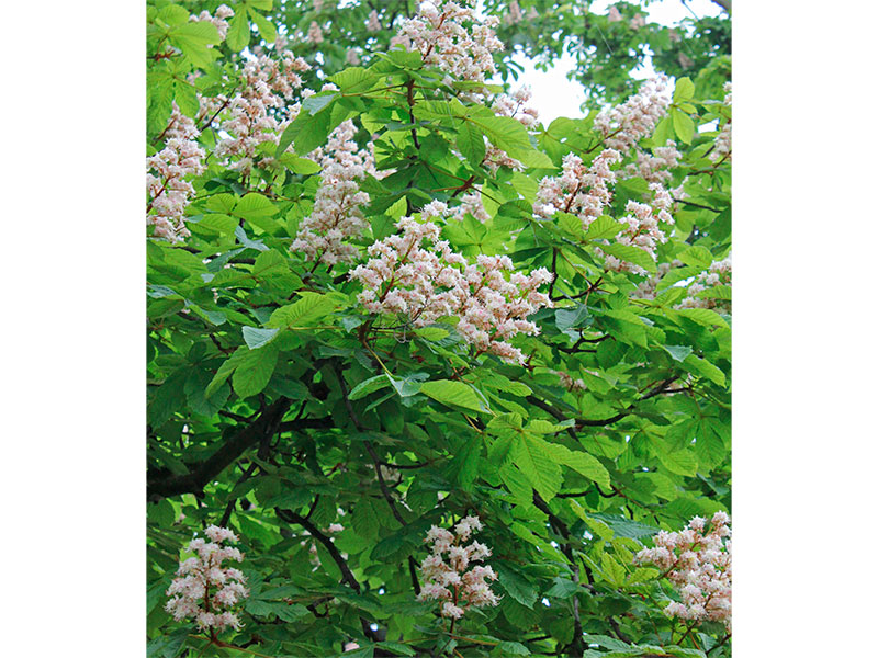 Aesculus-hippocastanum-2