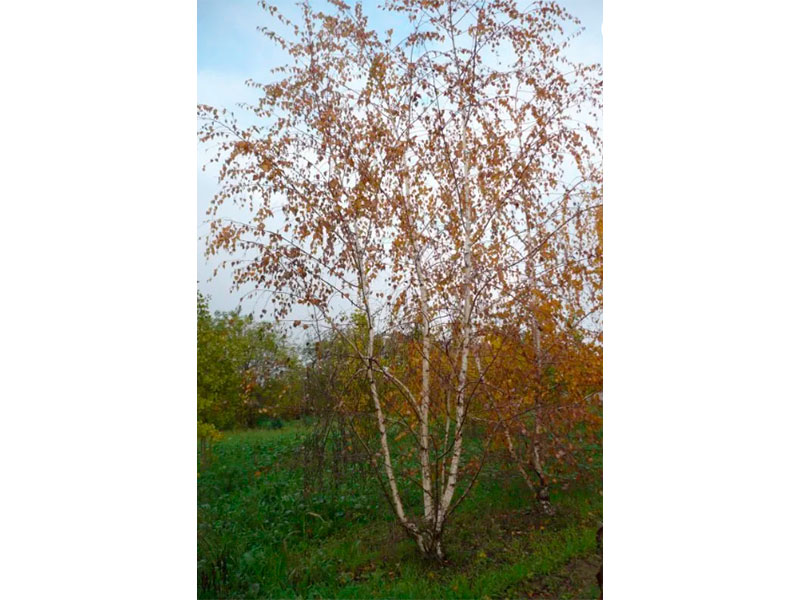 Betula-alba-1