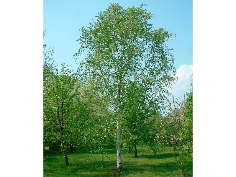 Betula-alba-2