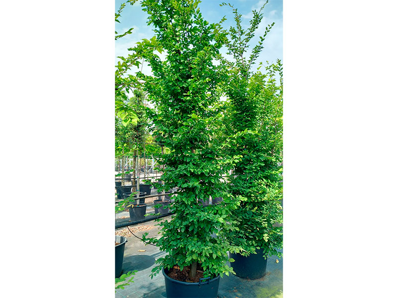 Carpinus-bet-cesp-extra