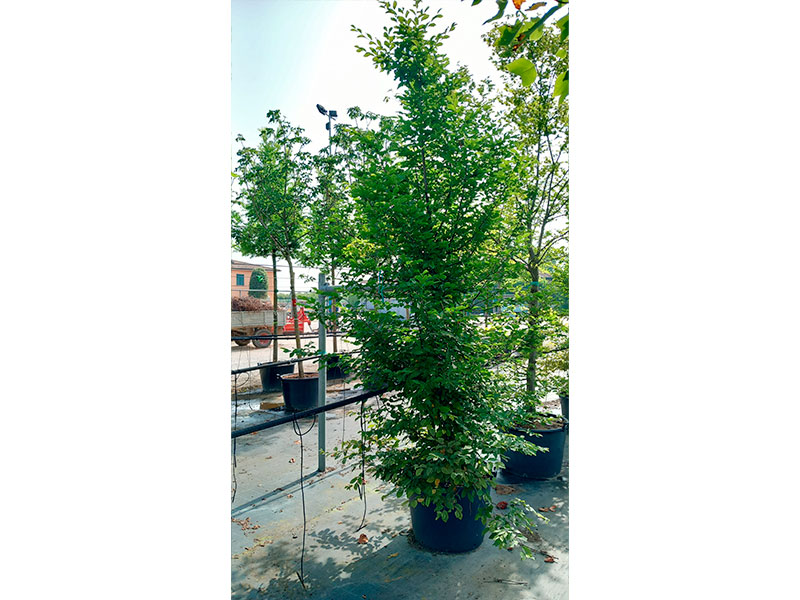 Carpinus-betulus-cesp