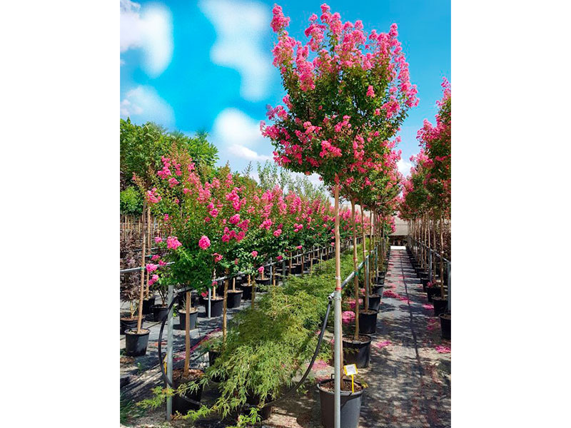 LAGERSTROEMIA-2