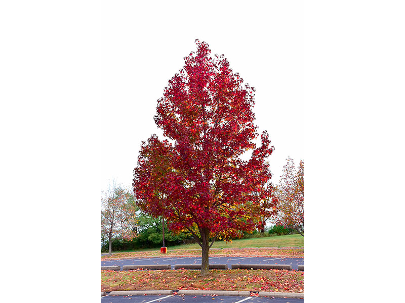 Liquidambar-styraciflua-worplesdon-1