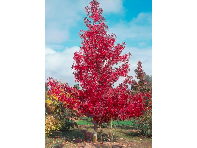 Liquidambar-styraciflua-worplesdon-2