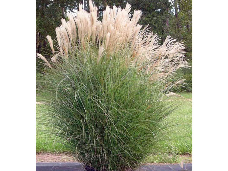 Miscanthus-1