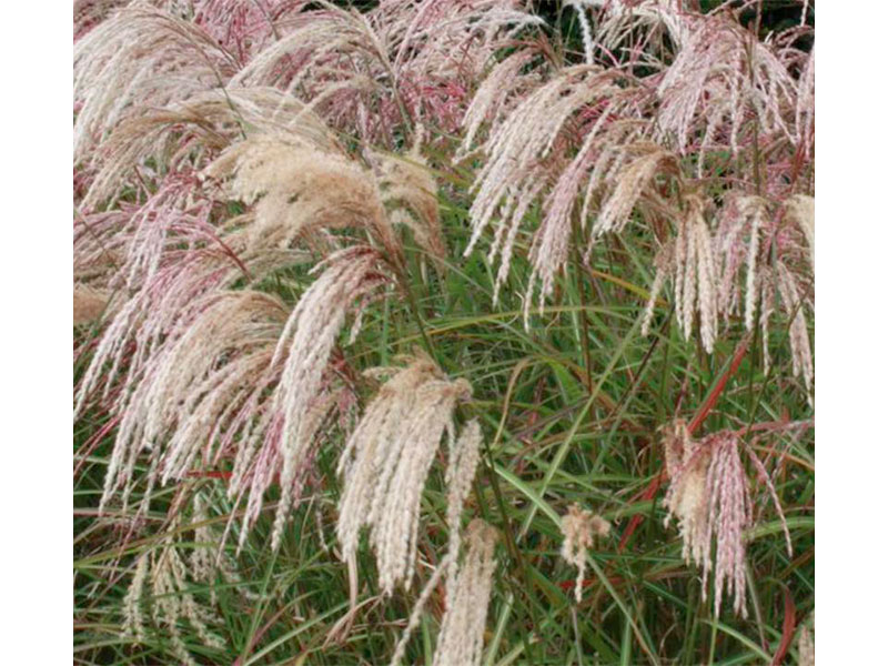 Miscanthus-2