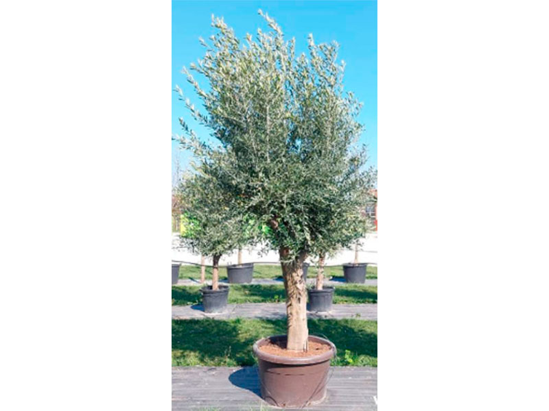 Olea-europea-1