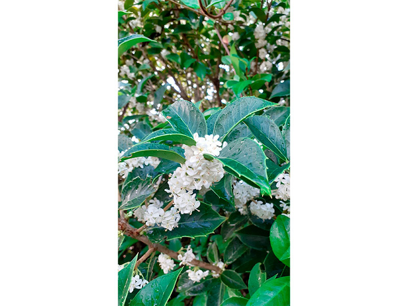 Osmanthus-aquifolium-1