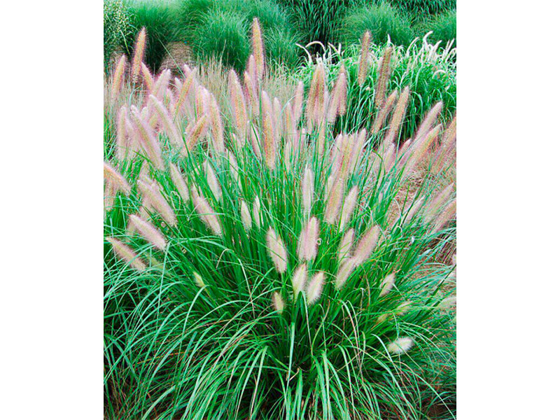 Pennisetum-1