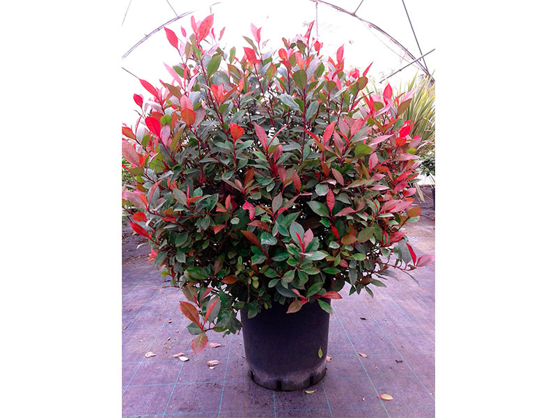 Photinia-red-robin-1