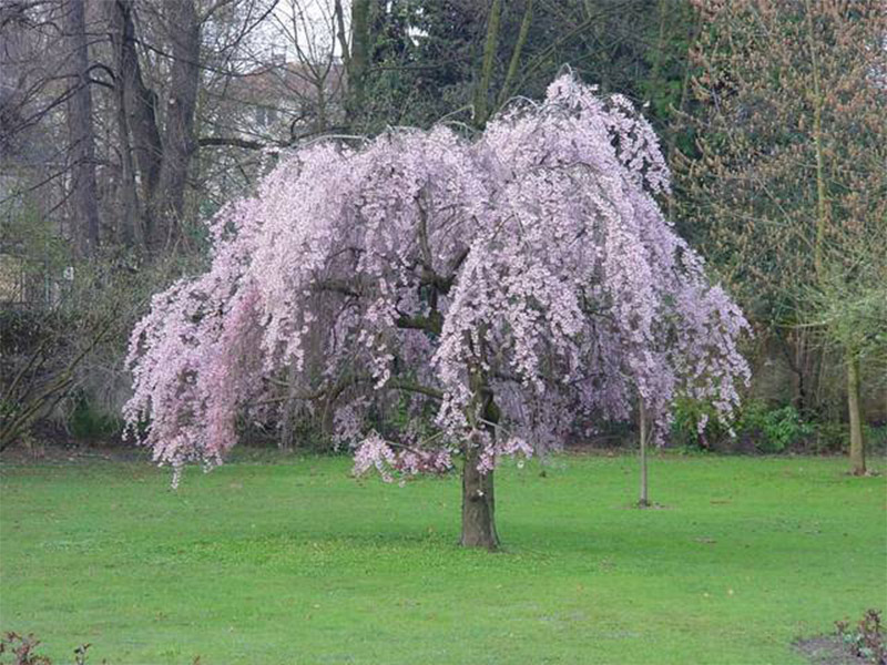 Prunus-subhirtella-1