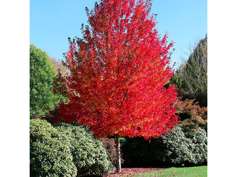 acer-rubrum-2