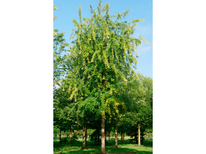 acer-saccharinum-1