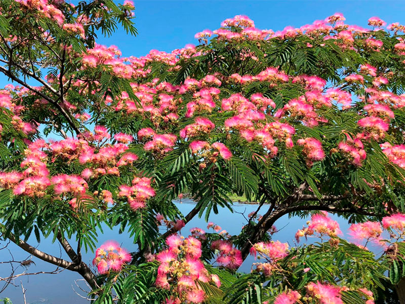 albizia--1