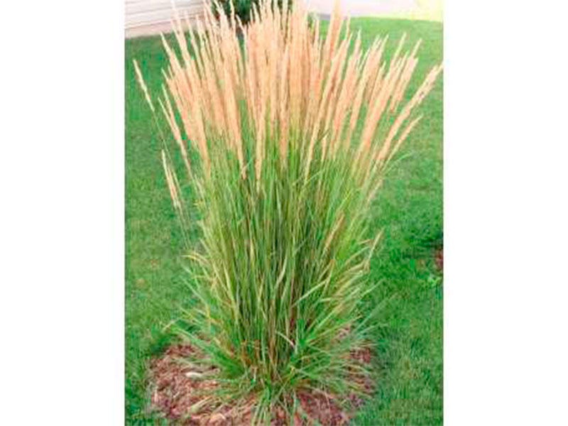 calamagrostis-1