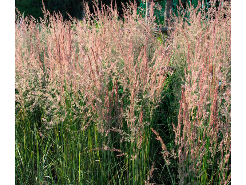 calamagrostis-2