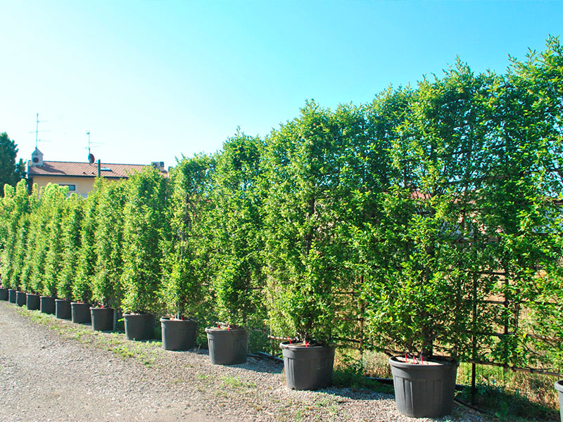 carpinus-betulus-spalliera-espalier