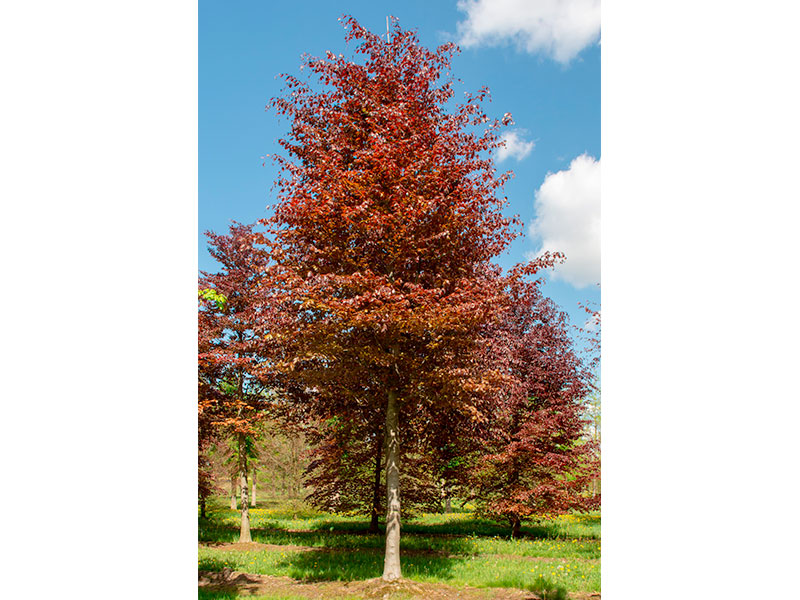 fagus-sylvatica-_purpurea_-1